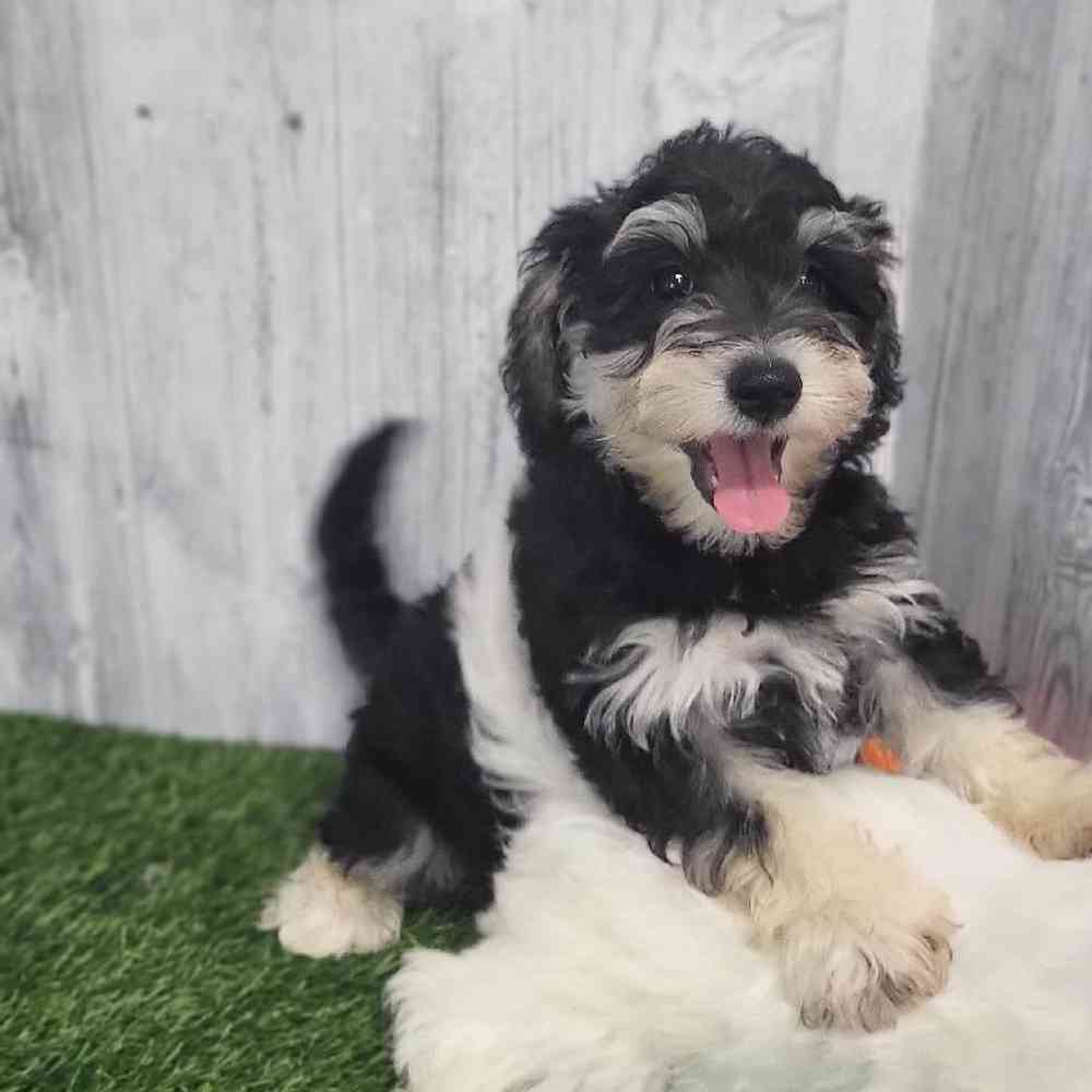 Male Chonzer (Bichon/Min Schnauzer) Puppy for Sale in Saugus, MA