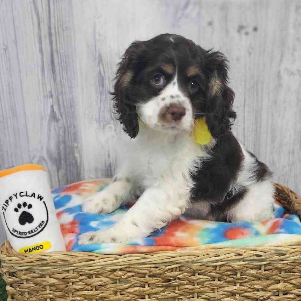 Female Cocker Spaniel Puppy for Sale in Saugus, MA