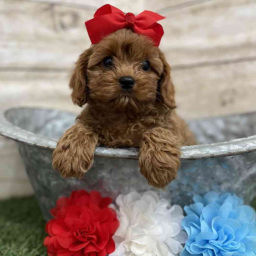 Female Cavapoo Puppy for Sale in Braintree, MA