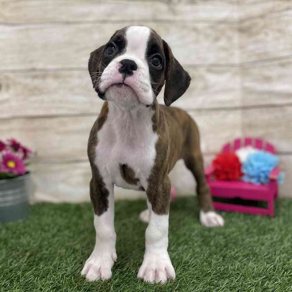 Male Boxer Puppy for Sale in Braintree, MA