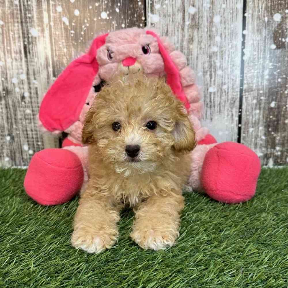 Female Poodle Toy Puppy for Sale in Saugus, MA