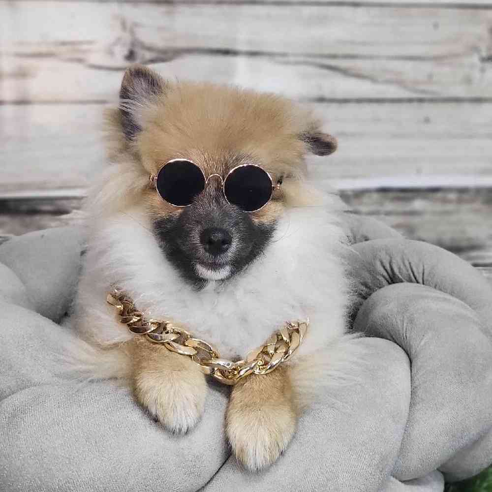 Male Pomeranian Puppy for Sale in Saugus, MA