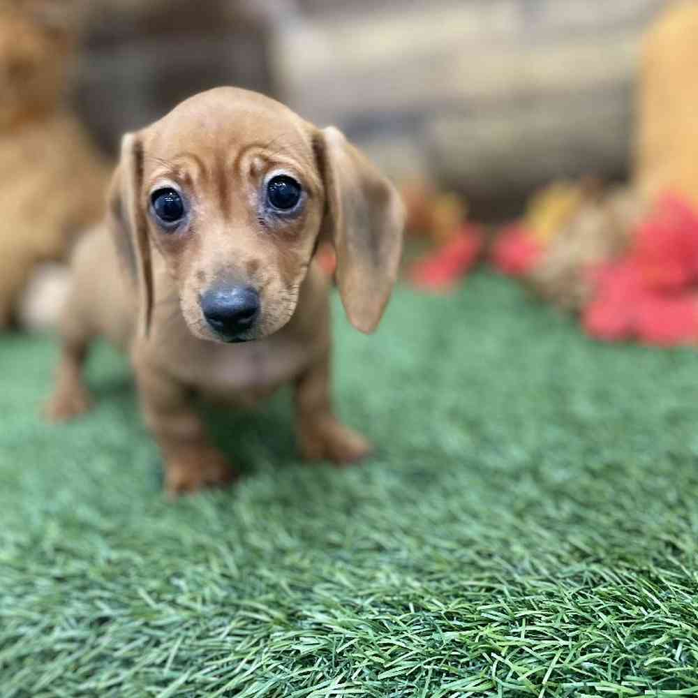 Female Dachshund Puppy for Sale in Braintree, MA