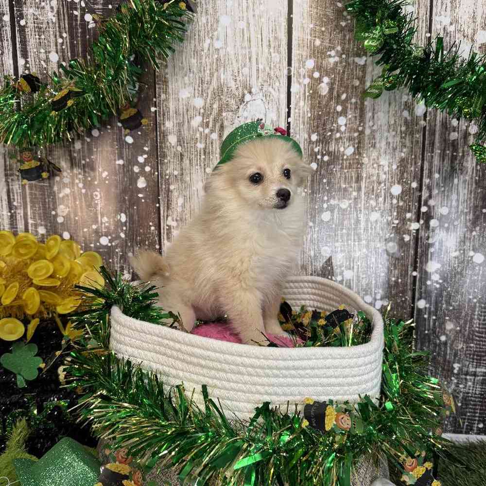 Female Pomeranian Puppy for Sale in Saugus, MA