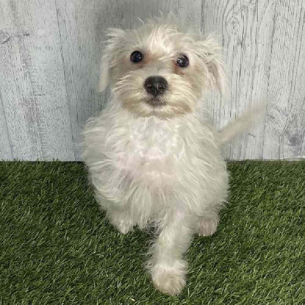 Female Chonzer (Bichon/Min Schnauzer) Puppy for sale