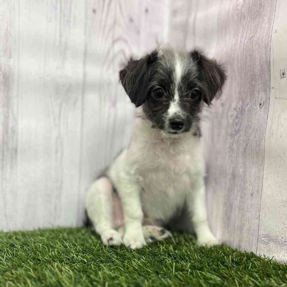 Male Mini Aussiedoodle Puppy for Sale in Braintree, MA