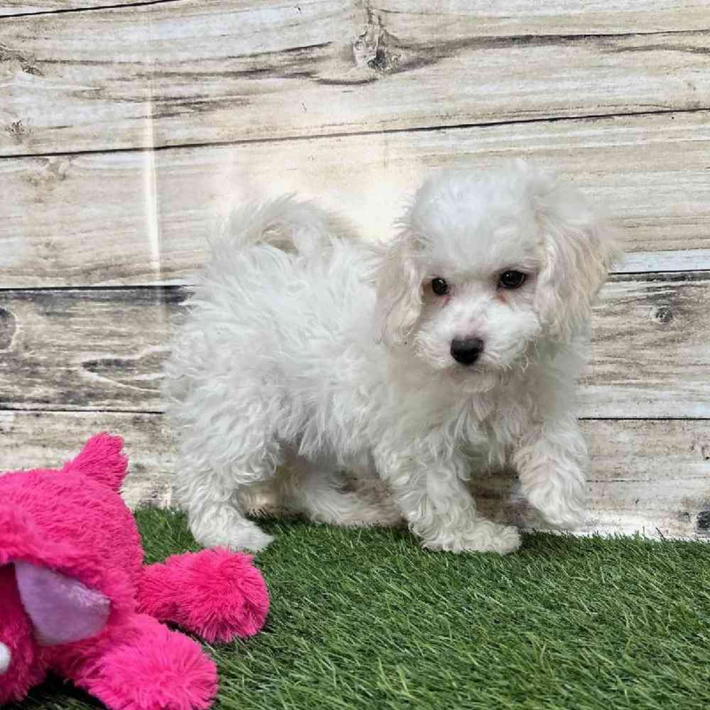 Female Cavachon Puppy for Sale in Saugus, MA