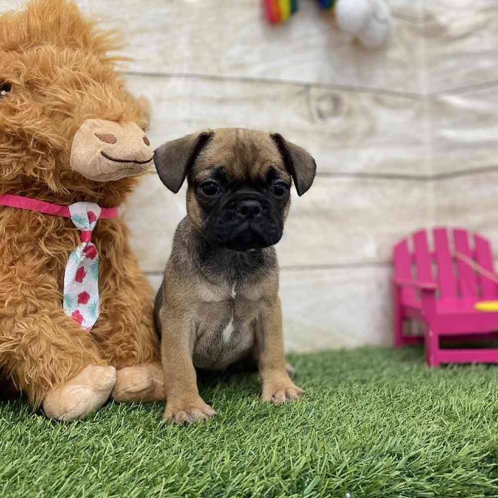 Female Frug Puppy for Sale in Braintree, MA