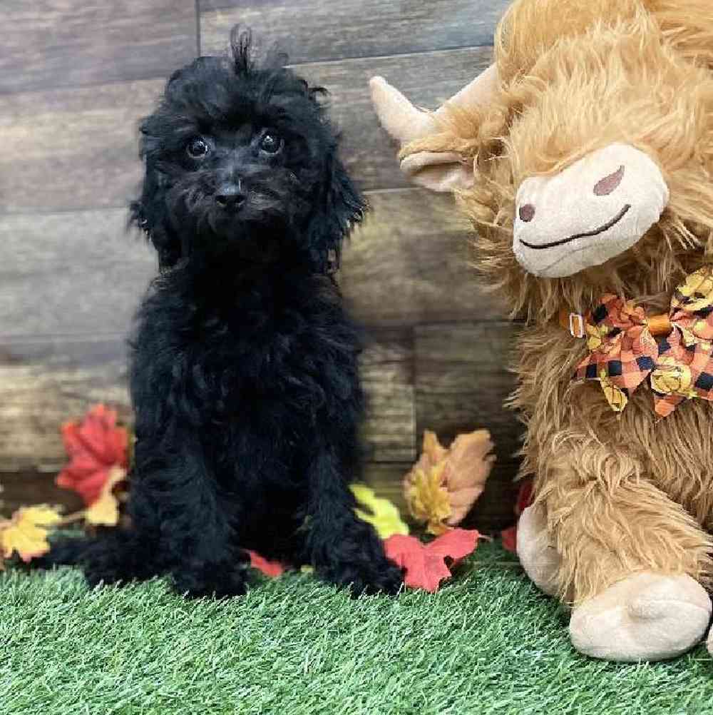 Female Cockapoo 2nd Gen Puppy for Sale in Braintree, MA