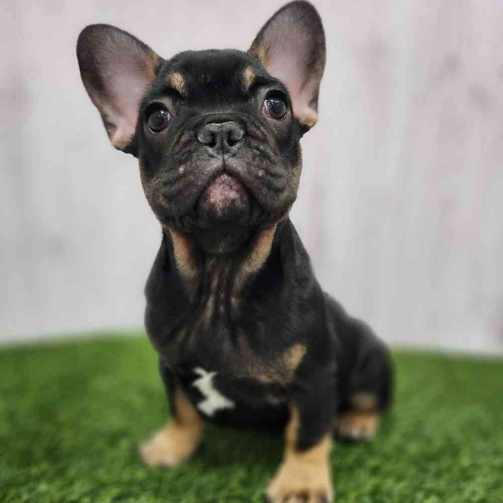 Male French Bulldog Puppy for Sale in Braintree, MA