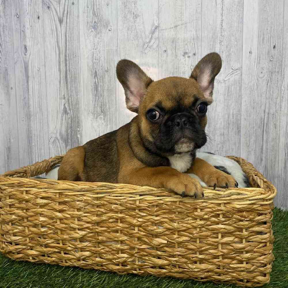 Male French Bulldog Puppy for Sale in Saugus, MA