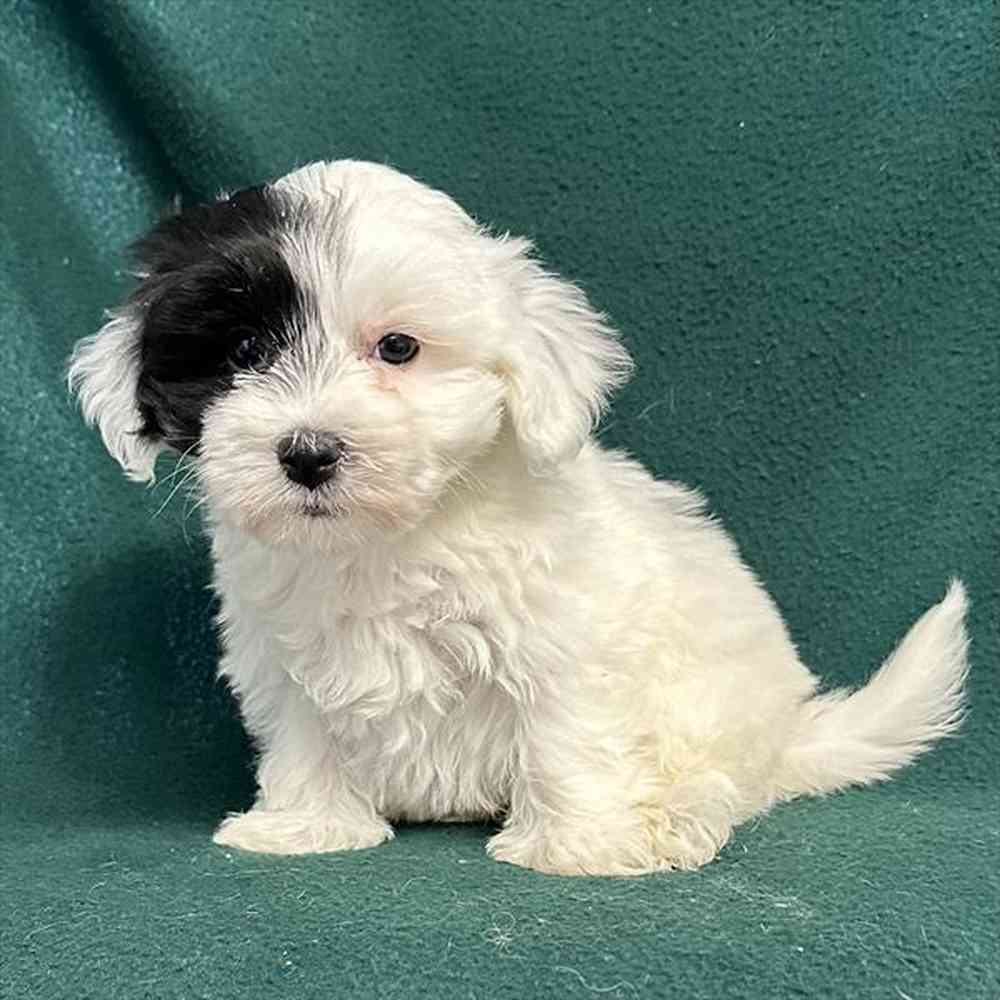 Coton De Tulear For Sale Pet Express Saugus