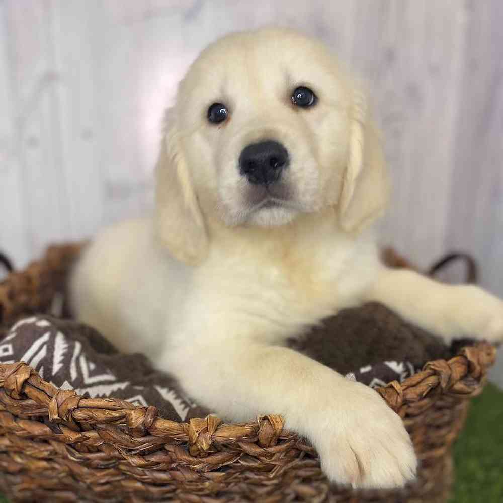 Male Golden Retriever Puppy for Sale in Saugus, MA