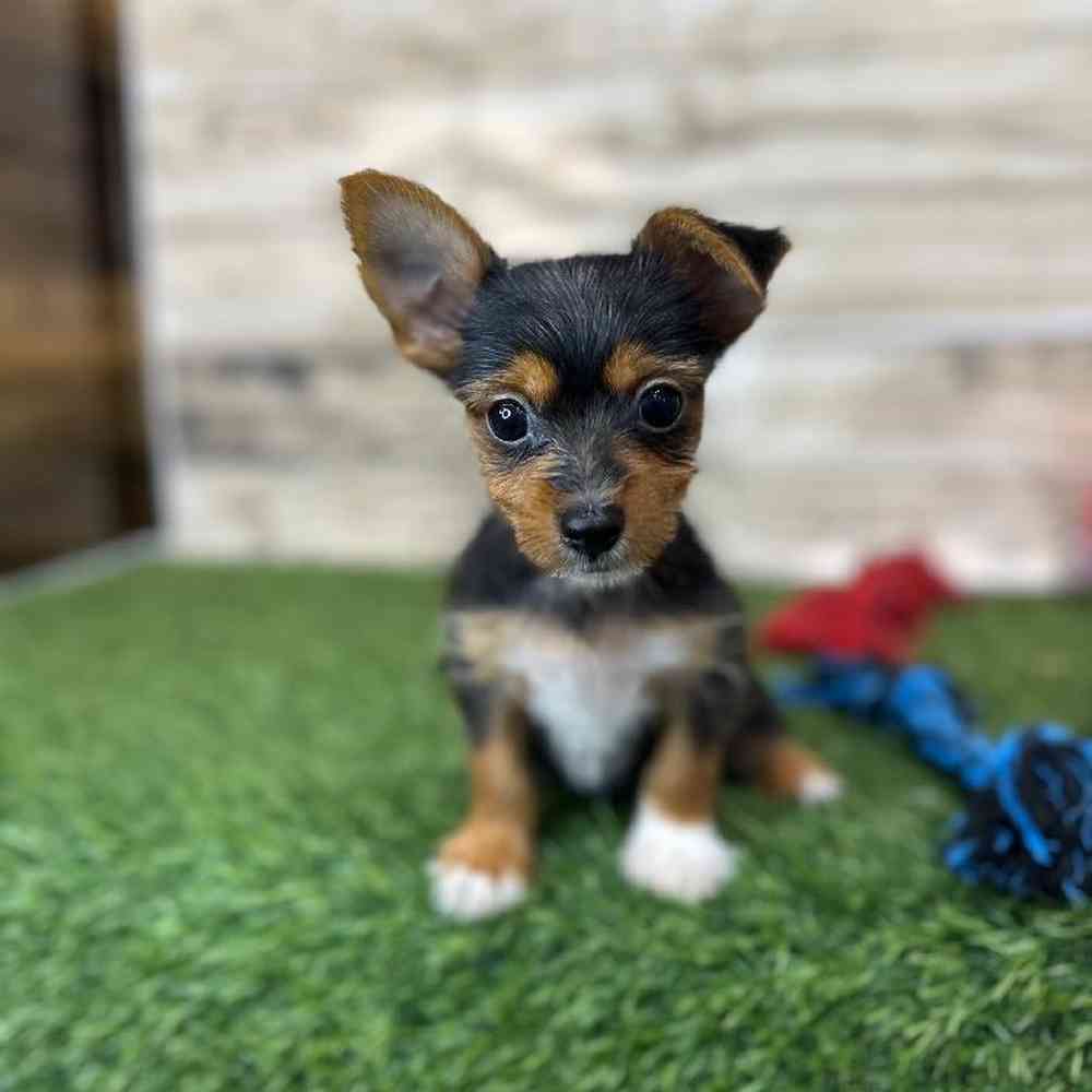 Male Chorkie Puppy for Sale in Saugus, MA