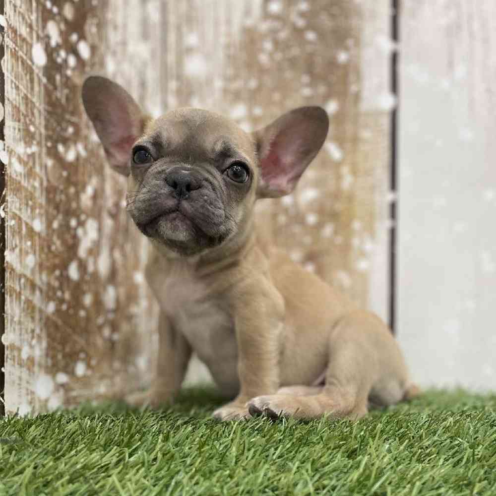 Female French Bulldog Puppy for Sale in Braintree, MA