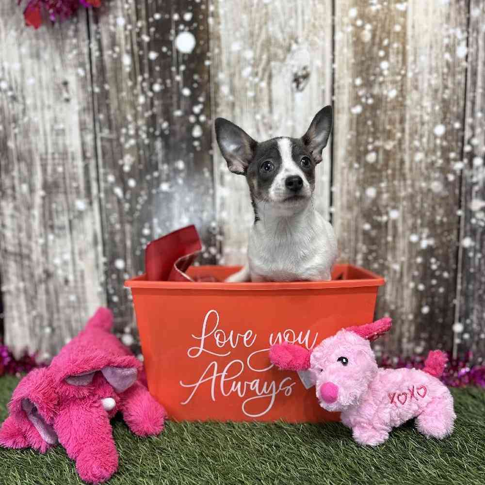 Female Chihuahua Puppy for Sale in Saugus, MA