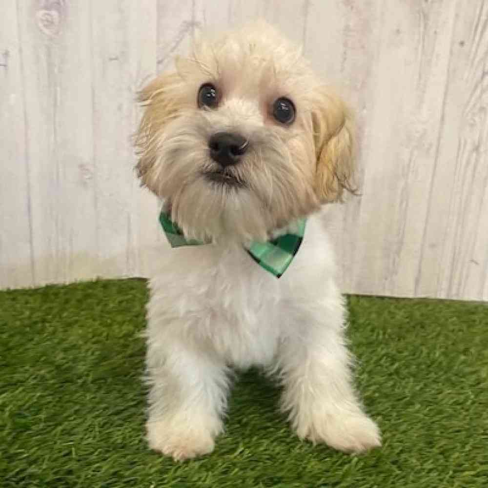 Male Teddy Bear (Zuchon) Puppy for sale