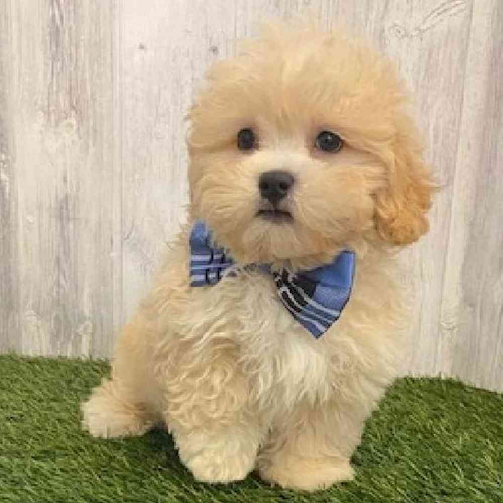 Male Shih-Poo Puppy for sale