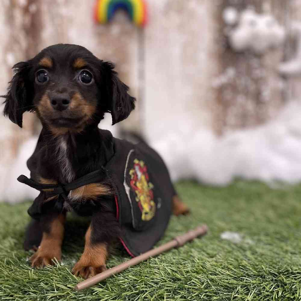 Female Chiweenie Puppy for Sale in Braintree, MA