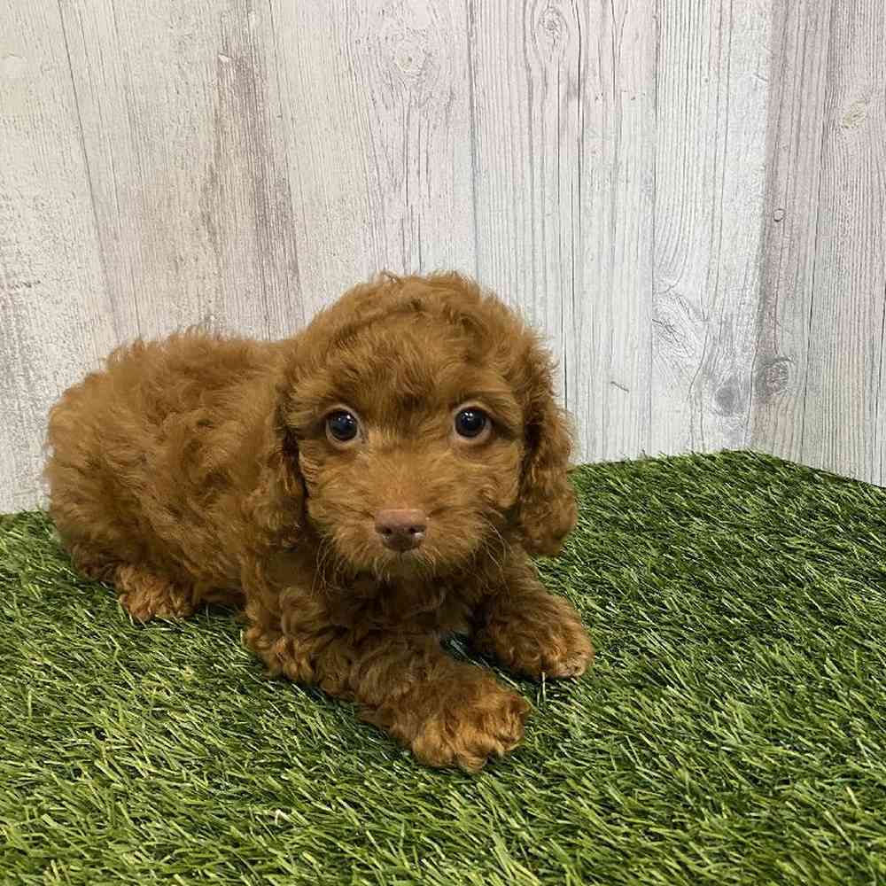Female Cavapoo Puppy for sale
