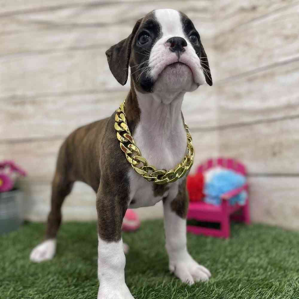 Male Boxer Puppy for Sale in Braintree, MA