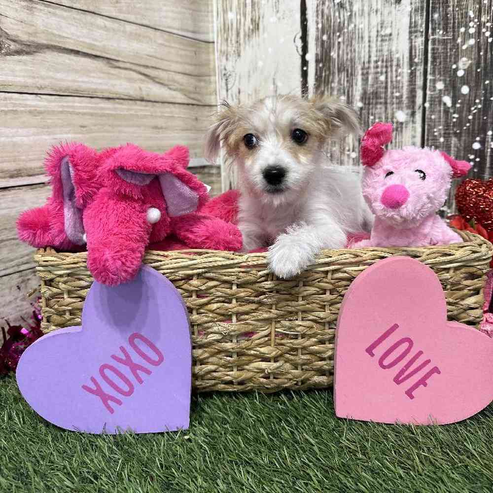 Female Yochon Puppy for Sale in Saugus, MA
