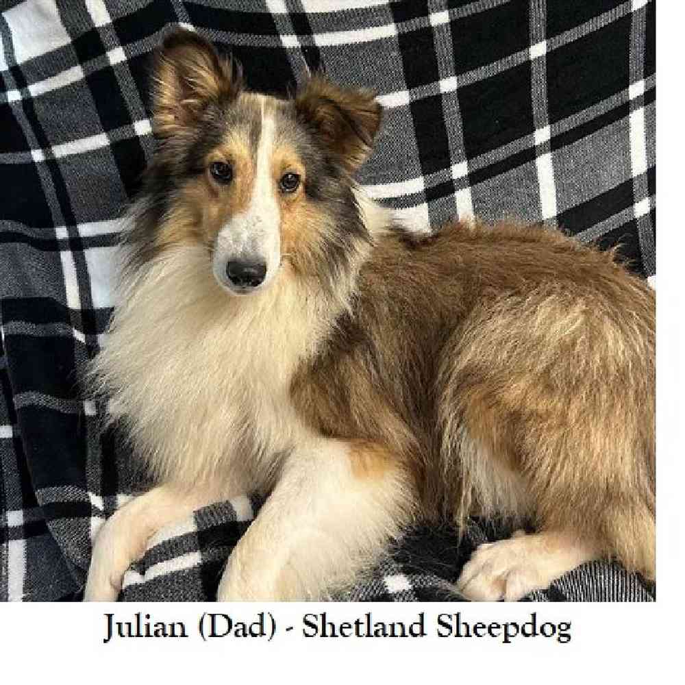 Male Shetland Sheepdog Puppy for Sale in Saugus, MA