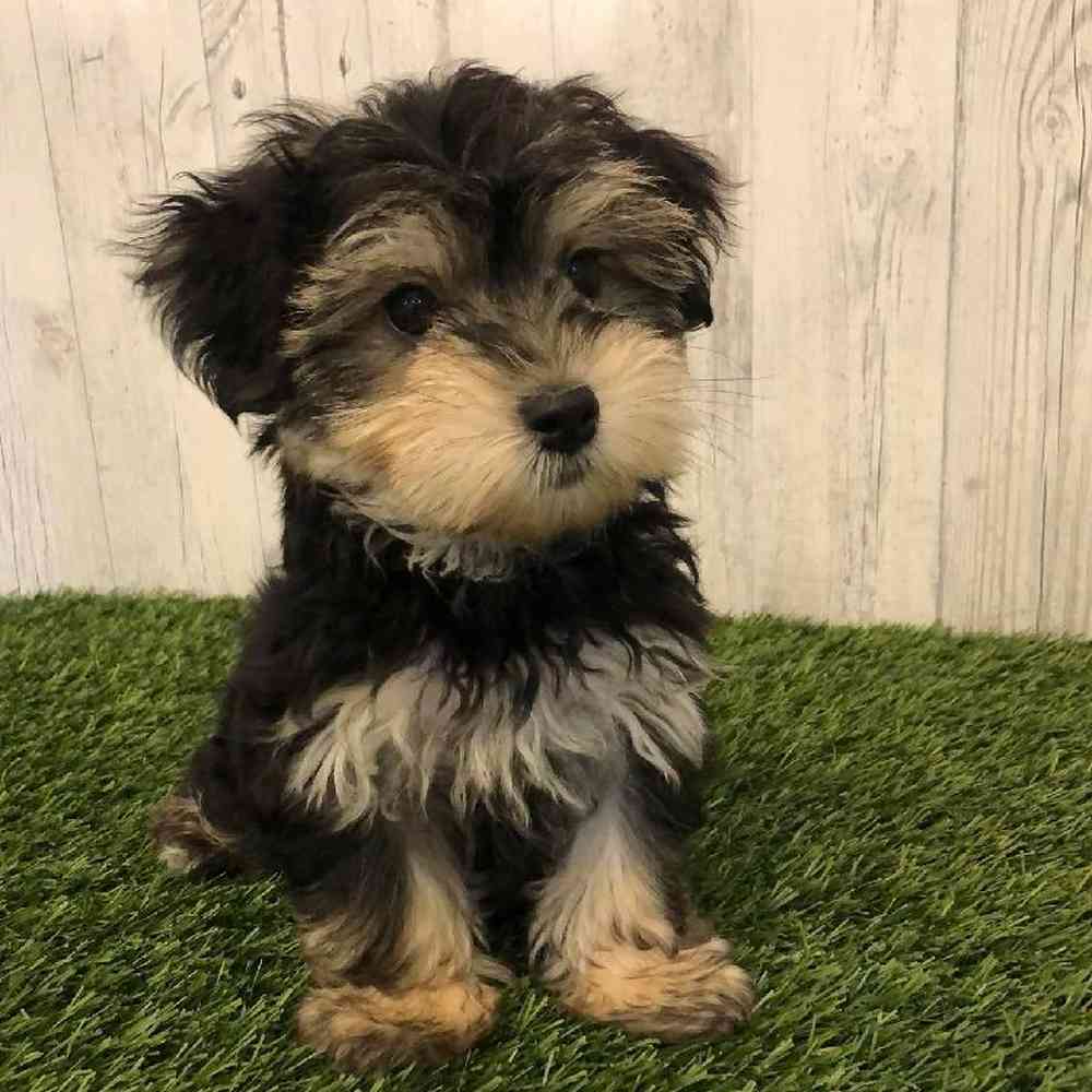 Male Morkie Puppy for sale