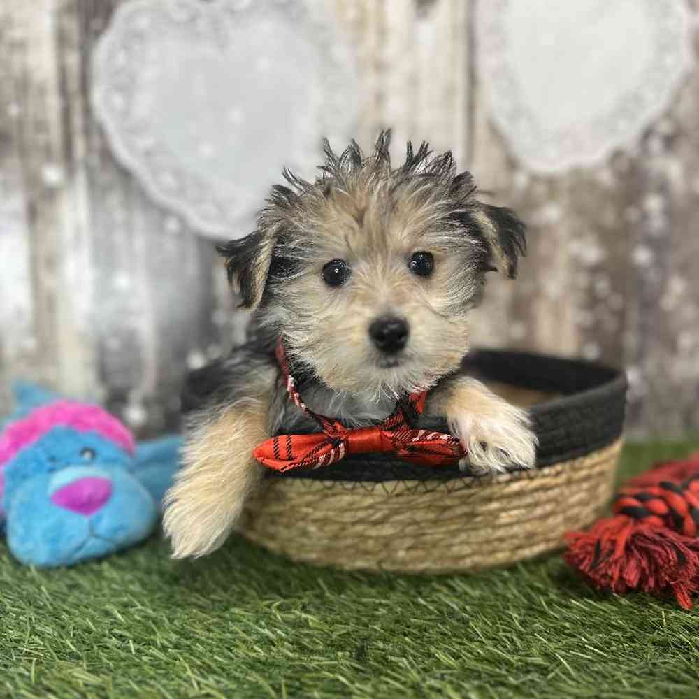 Male Morkie Puppy for Sale in Saugus, MA