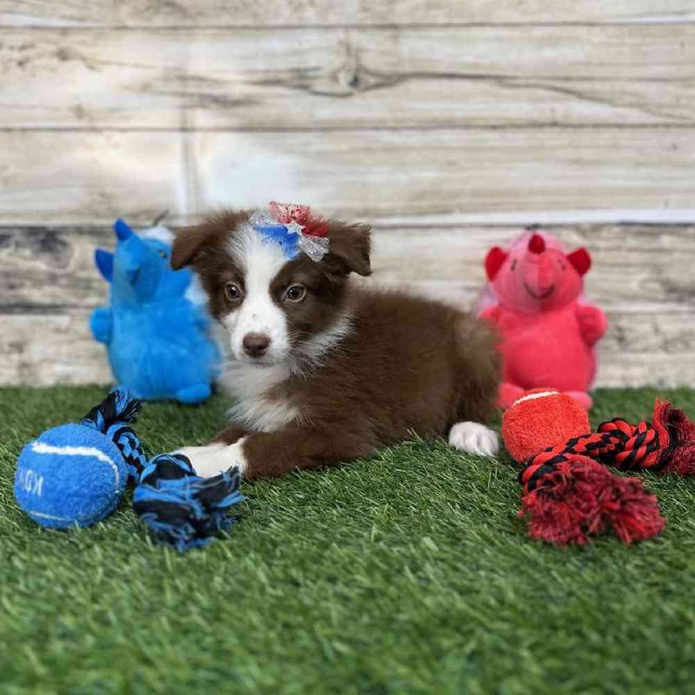 Female Miniature Australian Shepherd Puppy for Sale in Saugus, MA