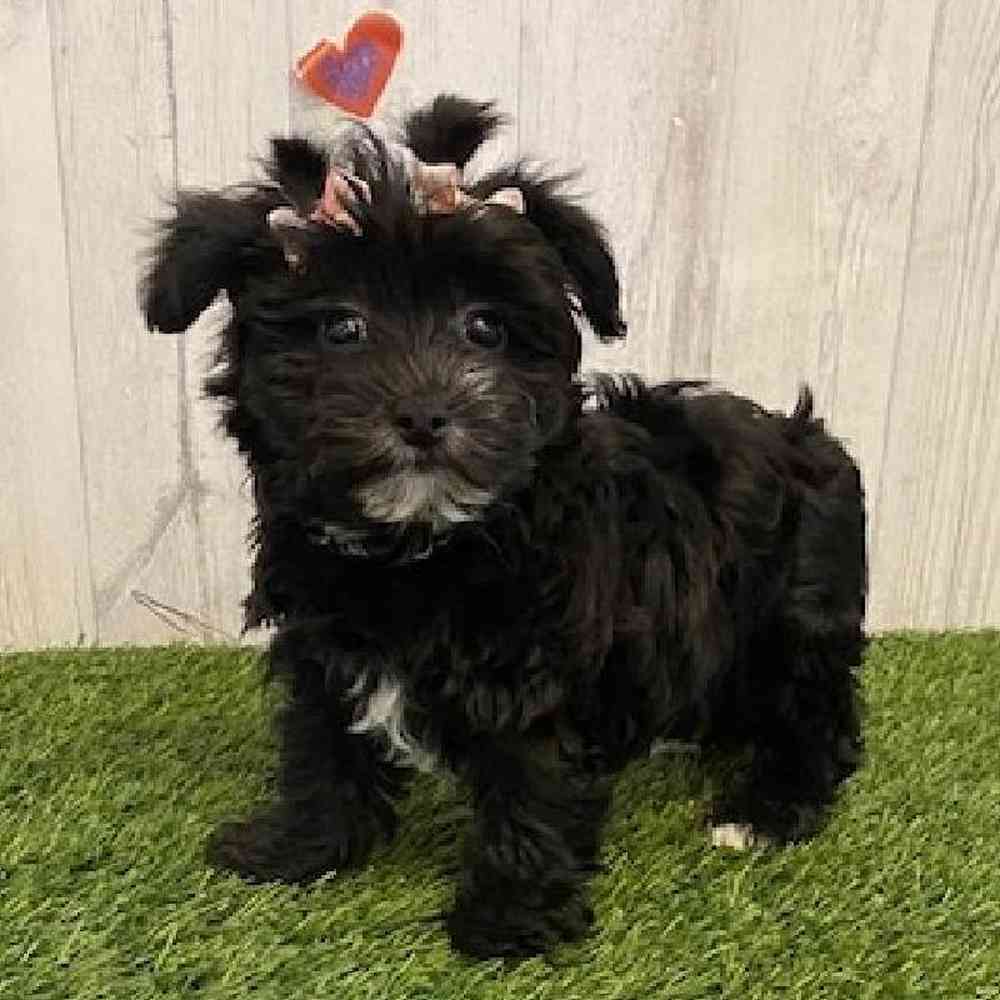 Female Maltichon-Yorkie Mix Puppy for sale