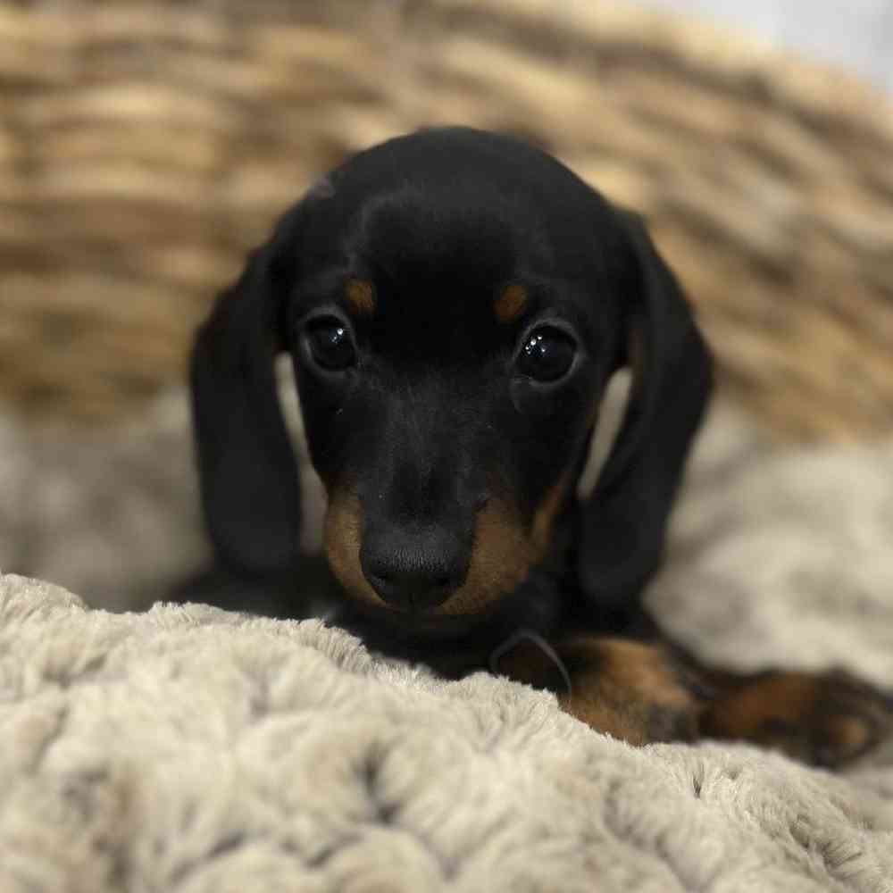 Female Dachshund Puppy for Sale in Braintree, MA