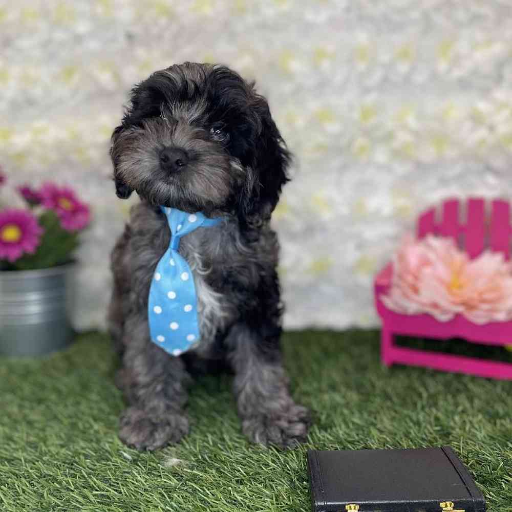 Male Cockapoo Puppy for Sale in Braintree, MA