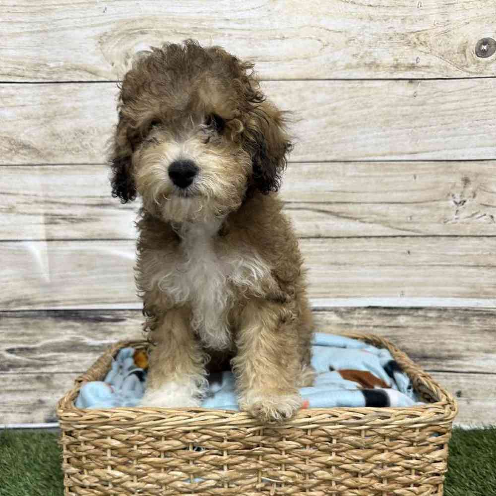 Male Poodle (MINI) Puppy for Sale in Saugus, MA