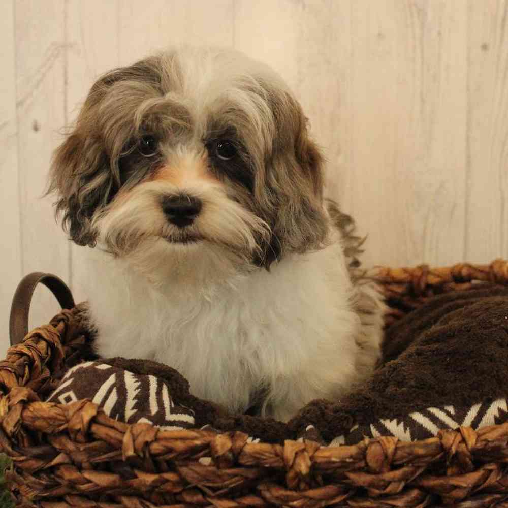 Female Shih-Poo Puppy for Sale in Saugus, MA