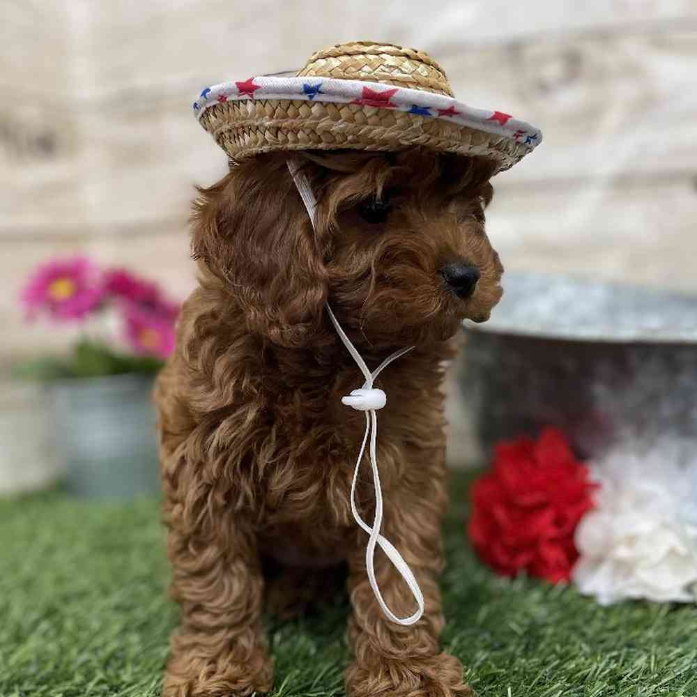 Male Cockapoo 2nd Gen Puppy for Sale in Braintree, MA