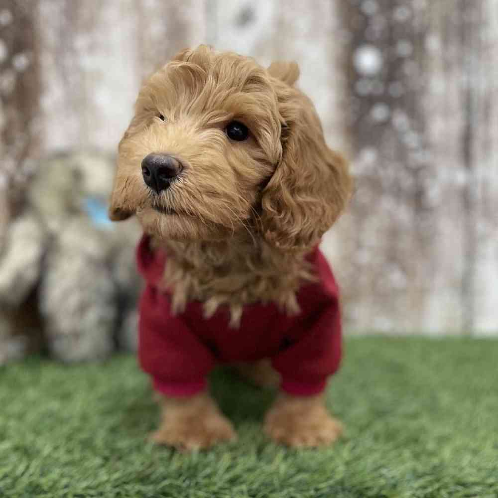 Male Mini Goldendoodle 2nd Gen Puppy for Sale in Braintree, MA