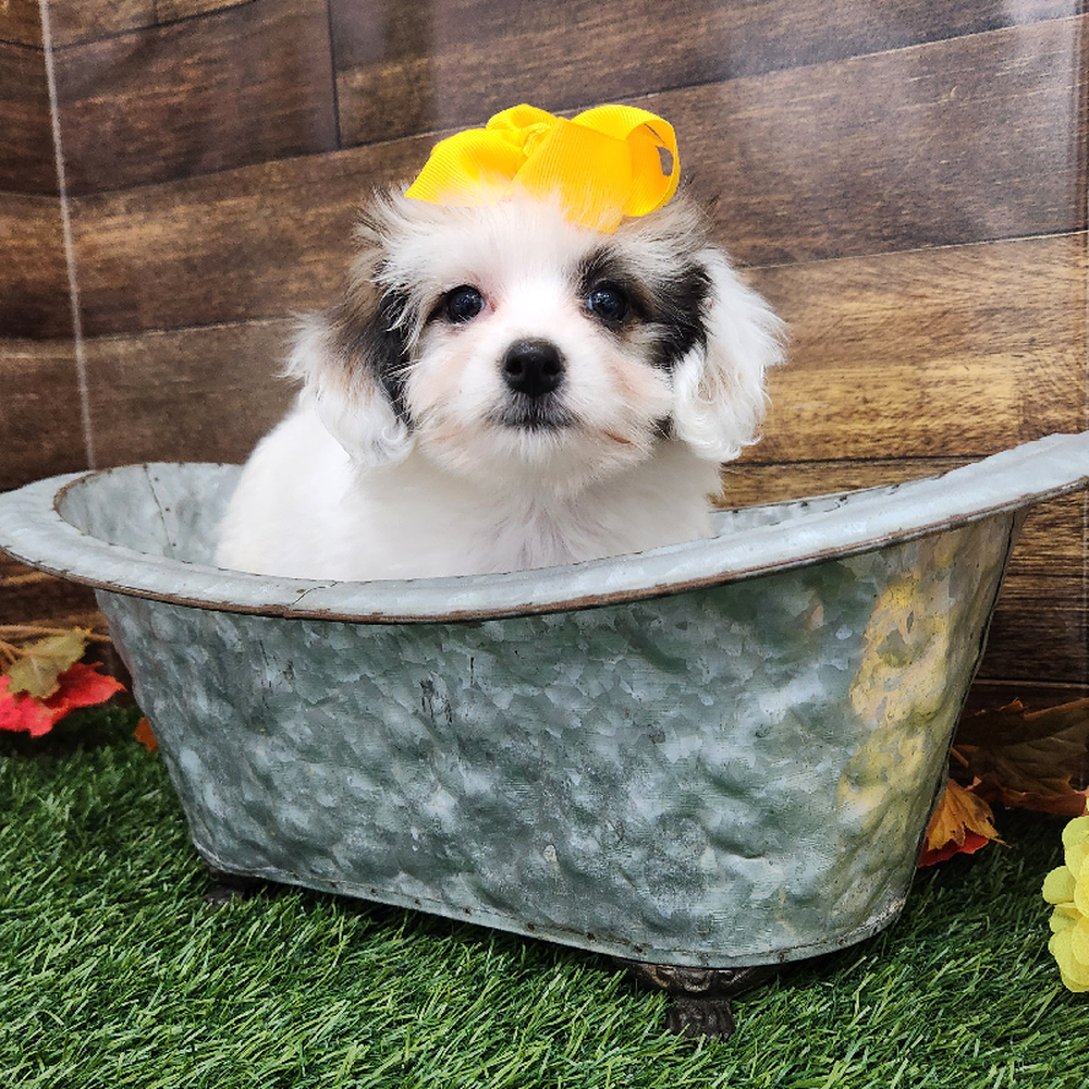Female Coton De Tulear Puppy for Sale in Braintree, MA