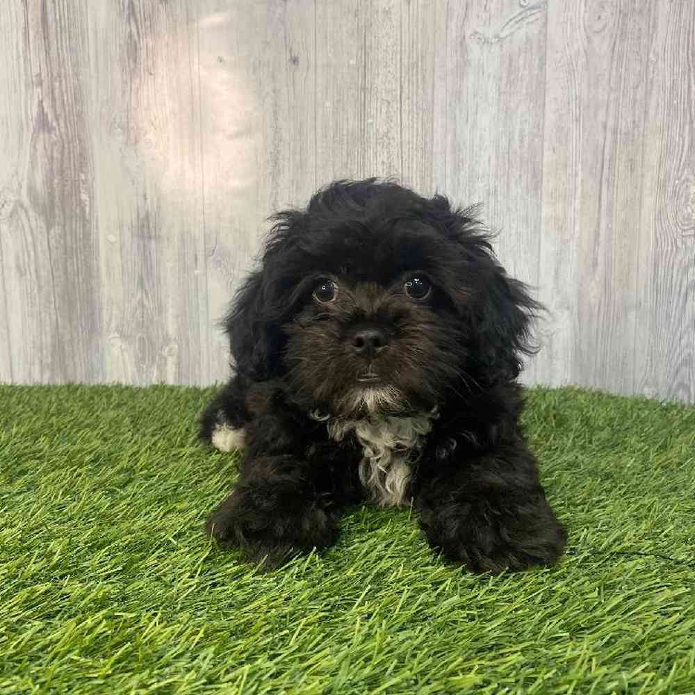 Male Lhasa-Poo Puppy for Sale in Saugus, MA