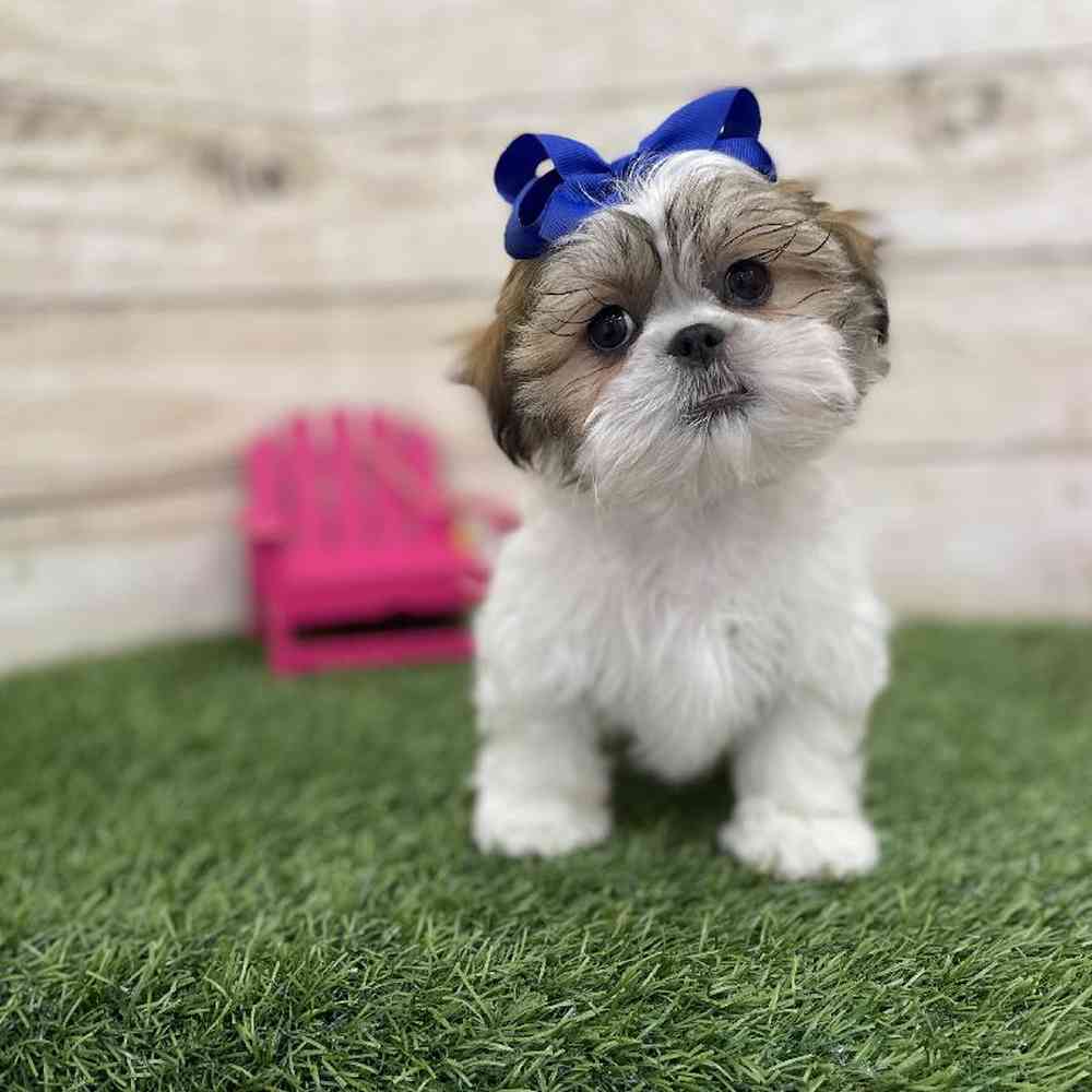 Female Teddy Bear (Zuchon) 2nd Gen Puppy for Sale in Braintree, MA