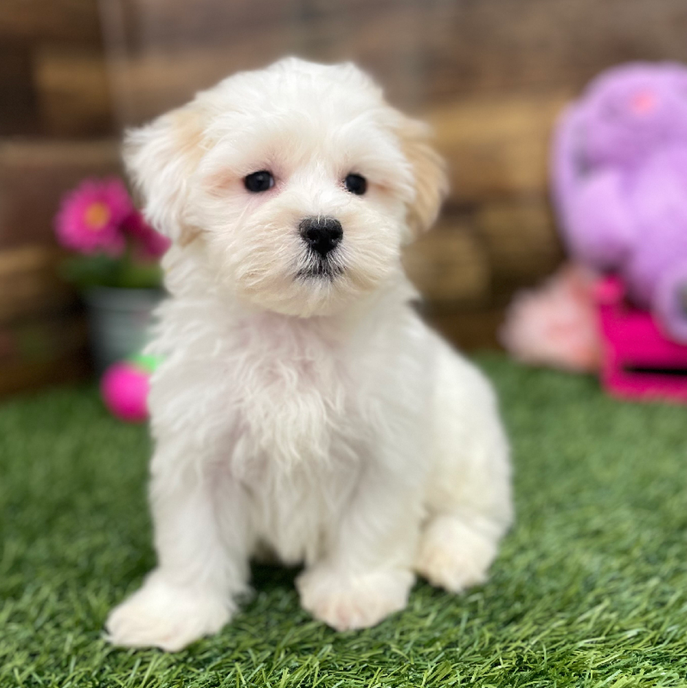 Male Malti-Poo Puppy for Sale in Braintree, MA