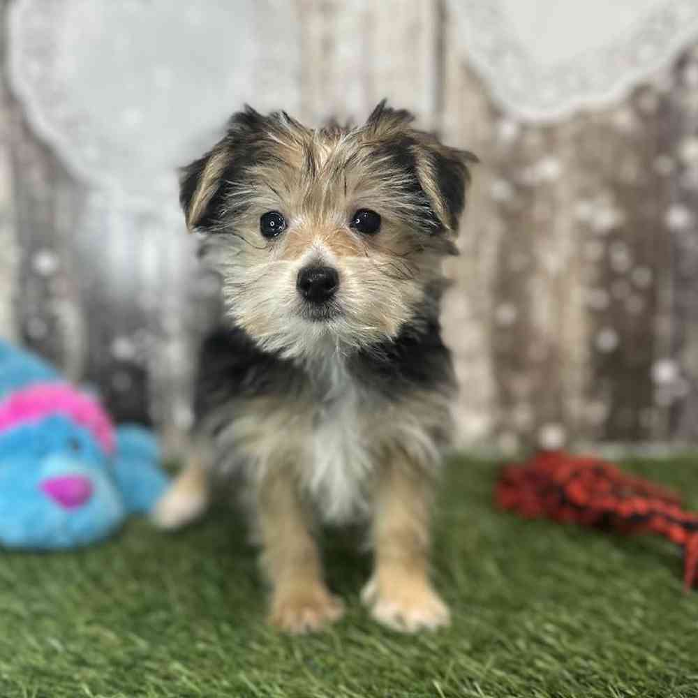 Male Morkie Puppy for Sale in Saugus, MA