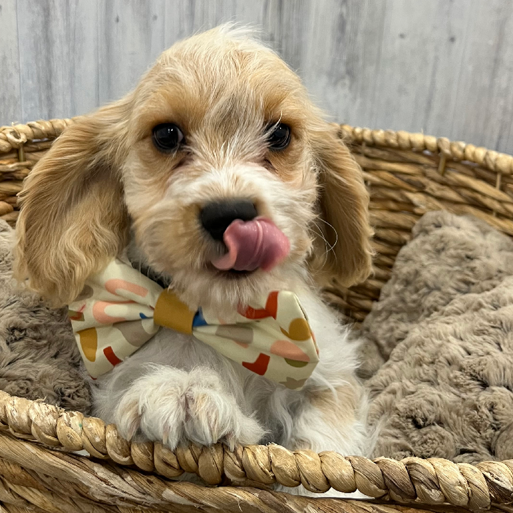 Male Cavachon Puppy for Sale in Braintree, MA