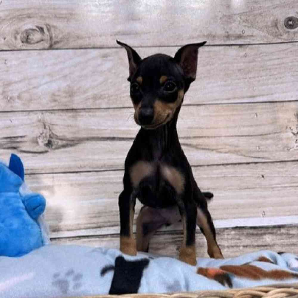 Male Miniature Pinscher Puppy for Sale in Saugus, MA