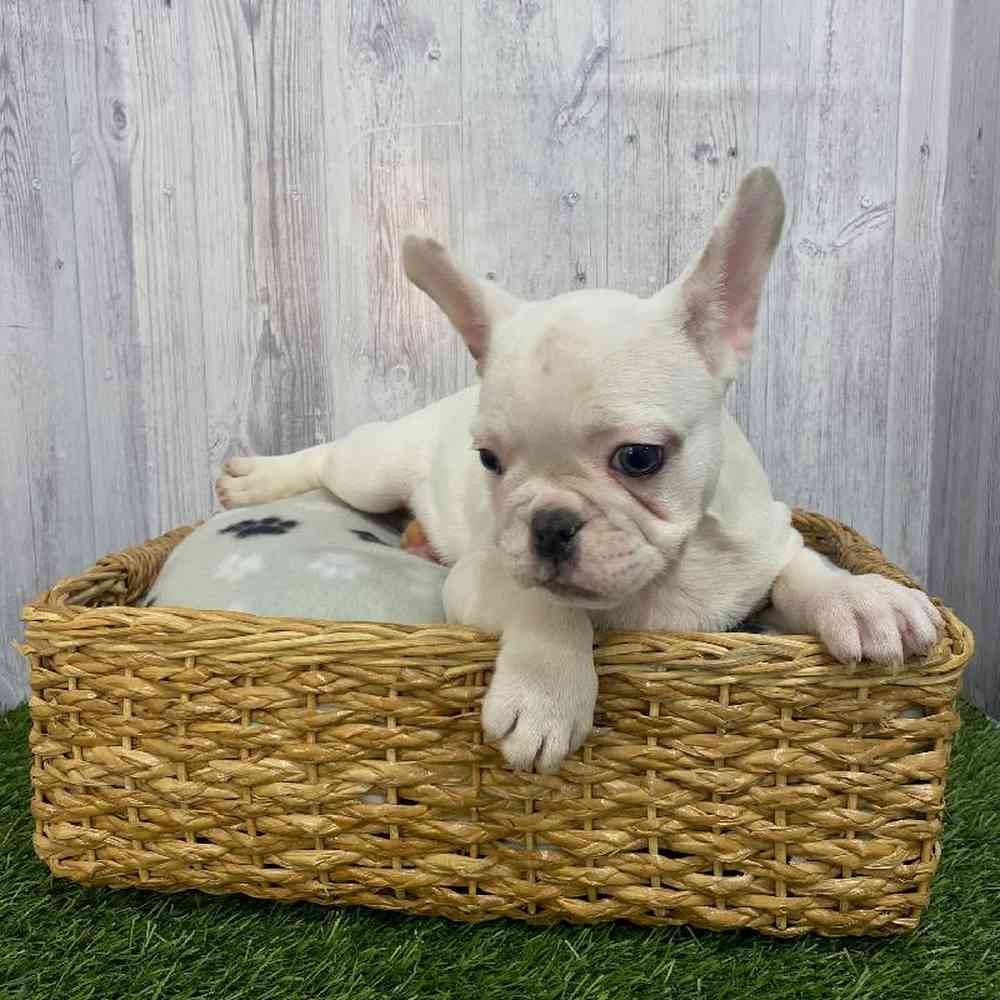 Male French Bulldog Puppy for Sale in Saugus, MA