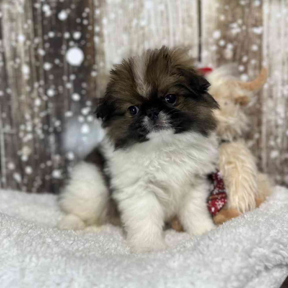 Male Japanese Chin Puppy for Sale in Saugus, MA