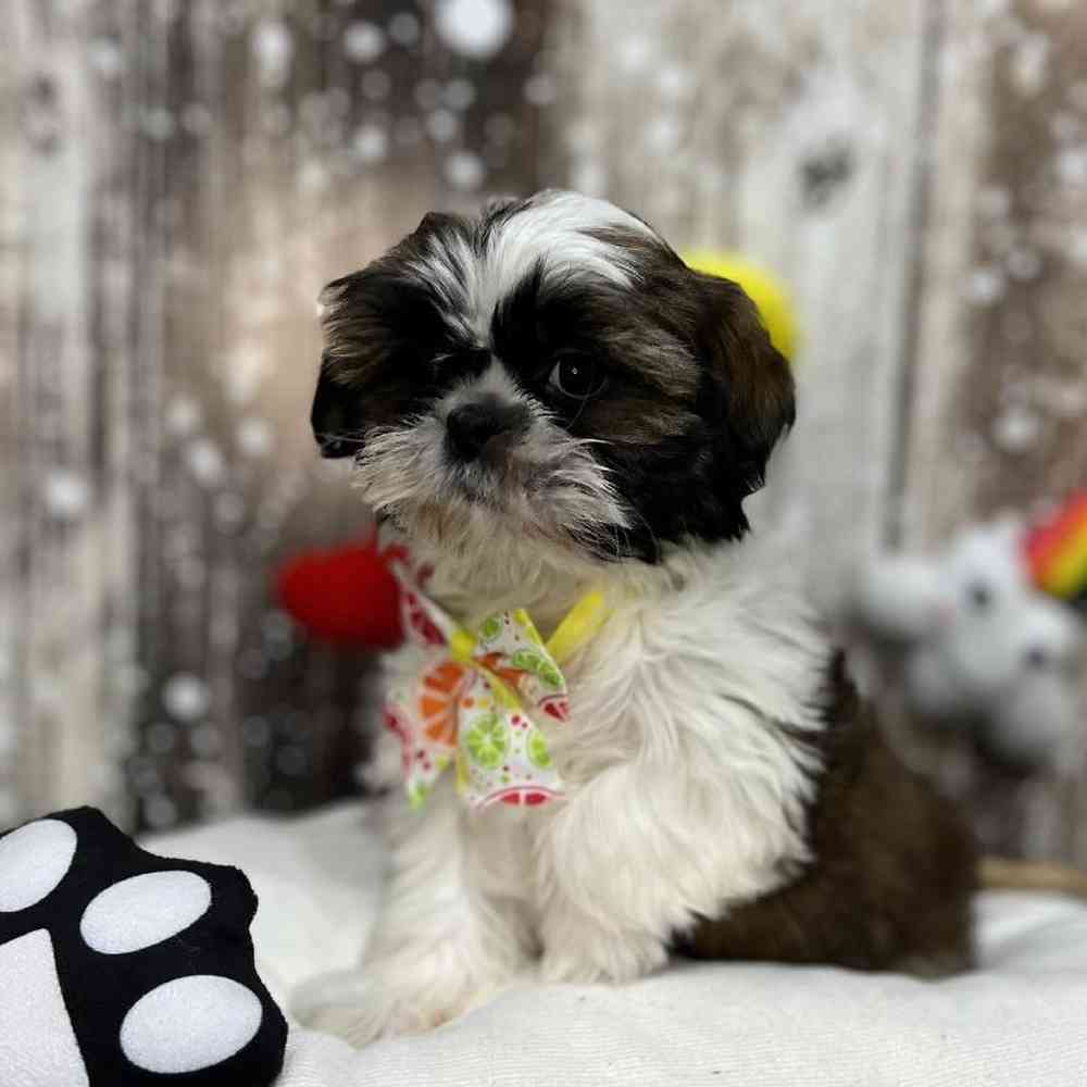 Female Shih Tzu Puppy for Sale in Saugus, MA