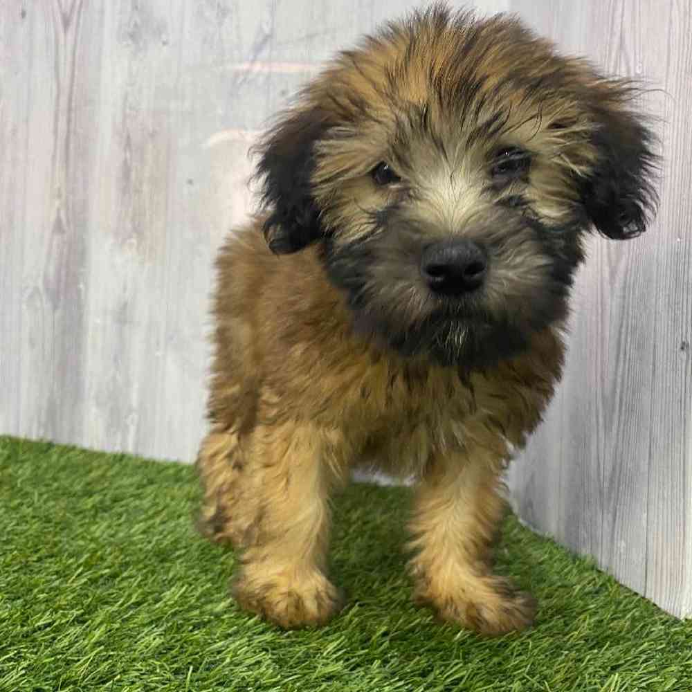Female Soft Coated Wheaten Terrier Puppy for Sale in Saugus, MA