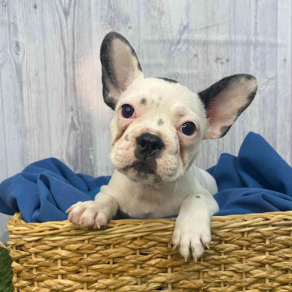 Male French Bulldog Puppy for Sale in Saugus, MA
