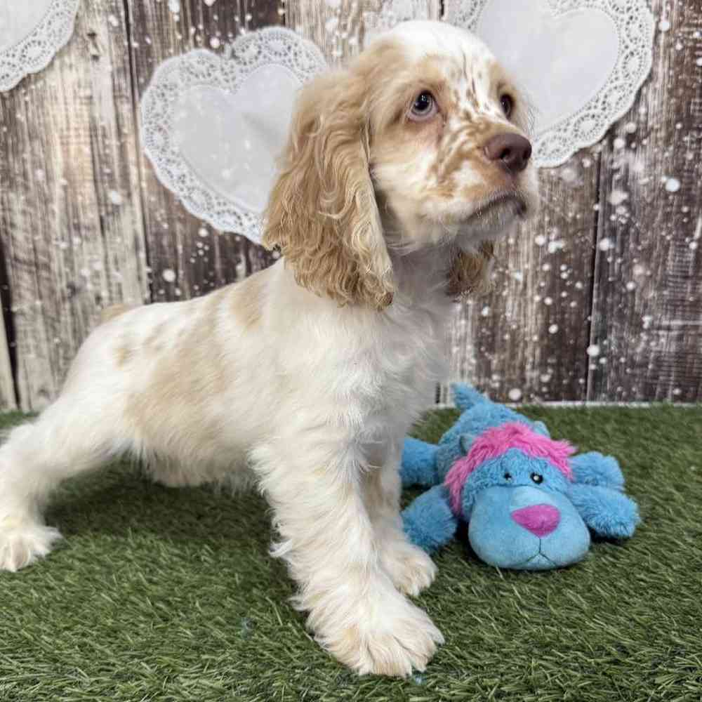 Male Cocker Spaniel Puppy for Sale in Saugus, MA